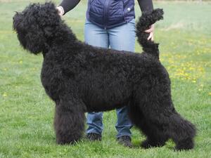 Astra Fidelis ARWENA