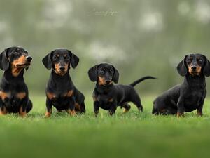 Auncle, Dam, Phoenix & Aunty