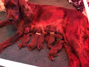 Ultrasound taken 11/7/2017