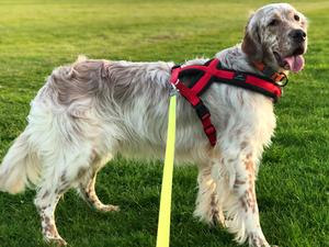 Niddbeck Scarlet Lady at Paduan
