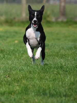 AMAZING BLACK DIAMOND KRYNICKIE BASKI