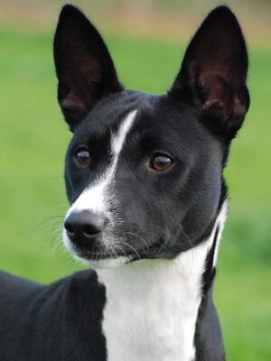 AMAZING BLACK DIAMOND KRYNICKIE BASKI