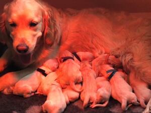 Mum with newborn pups