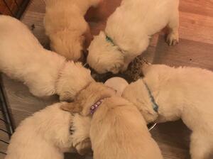 Pups becoming independent