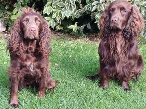 Mum & Dad