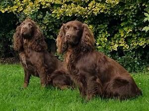 Tylluan Eryraidd (Scamp) & Chocolate Button Pride