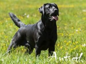Sire