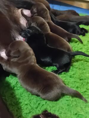 Puppies feeding