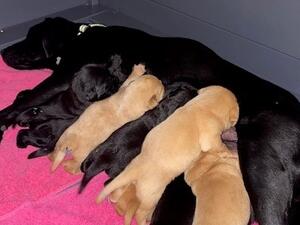 Molly and her puppies