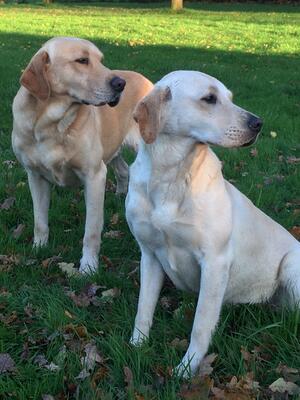 MOTHER WITH FTCH SIRE IN THE BACK