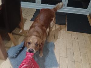 Tug o War