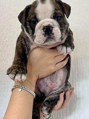 Brindle & White Boy