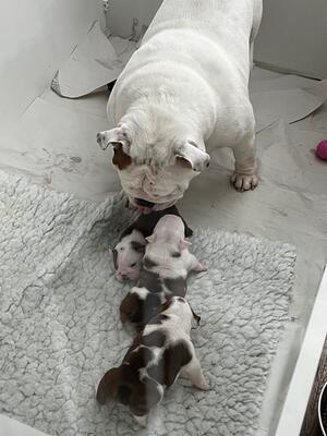 The Queen Victoria & Pups