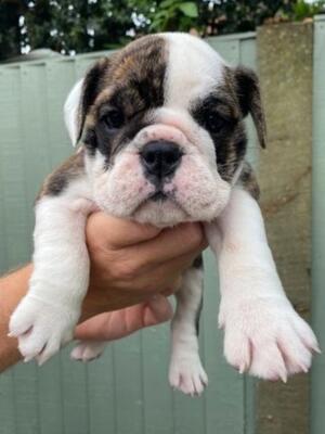 Red Brindle & White Girl