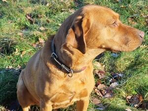 A loyal girl who has a very warm temperament.