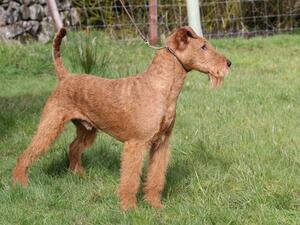 Donal ( Niddrua Lightning Bolt )