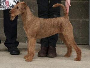 CH KELLS HOT TEMPEST