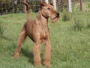 Donal ( Niddrua Lightning Bolt )