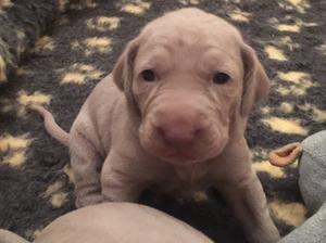 Little Boy Puppy