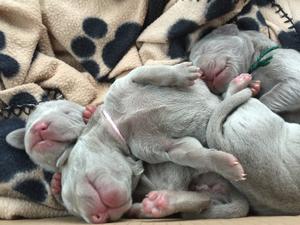 Puppies together