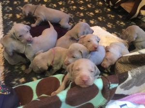 Maisey Mae Mae's puppies