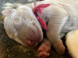 little pup