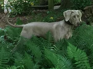 Akarni Lady of Silver Star (Maisey Mae Mae)