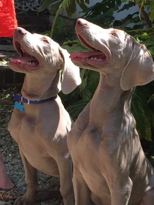 Maisey-Mae (RHS)& her brother George
