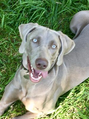 Akarni Lady of Silver Star (Maisey Mae Mae)