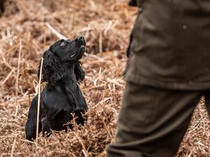 Clyderhow Gundogs