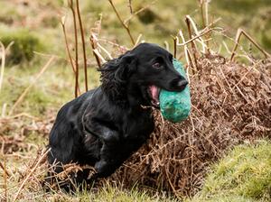 Clyderhow Gundogs