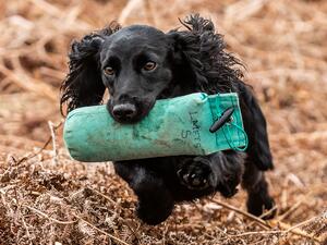 Clyderhow Gundogs