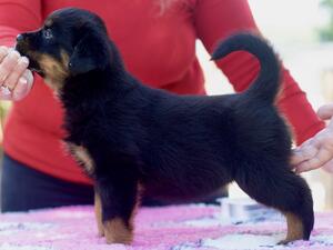Tine @ 7 weeks old