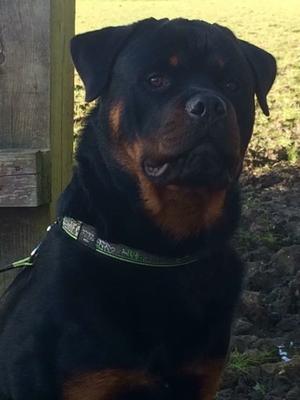 Vader @ 9 months old