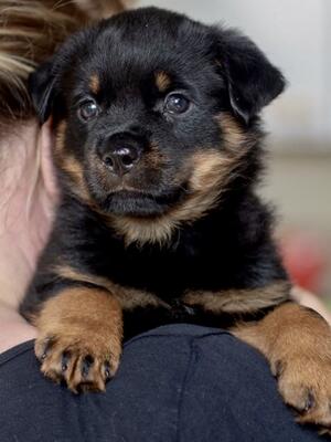Tine @ 7 weeks old