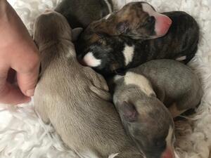 the males of our I2-Litter