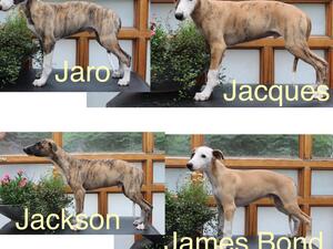 These four Males are looking for a 5* home