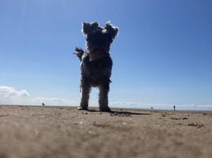 Jolene - St Annes Beach