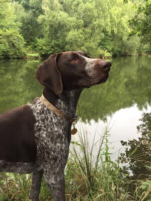 champdogs gsp puppies