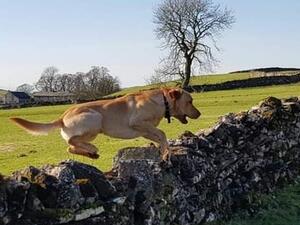 Tay in full flight.