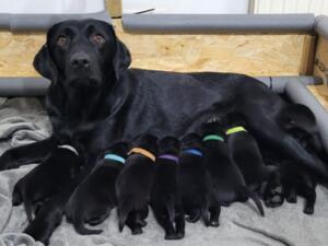 Tay's recent litter.