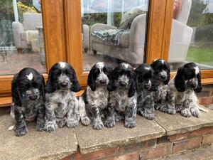 Mabel’s first litter -ten weeks old.