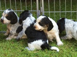 Puppies playing in the garden.(5weeks)
