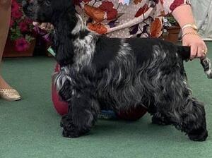 Sire of litter. Sonni