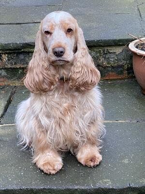 Dam Bonniemin Tangerime dream-‘Mabel’