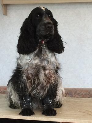 Our beautiful laid back Elsie-Nellies daughter.