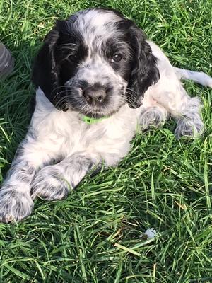 Just one gorgeous girl left. Ready 13th May