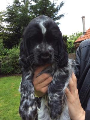 stunning blue roan boy available due to backword.
