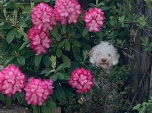 Hide and Seek in the garden