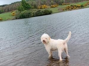 Happy water retrieving